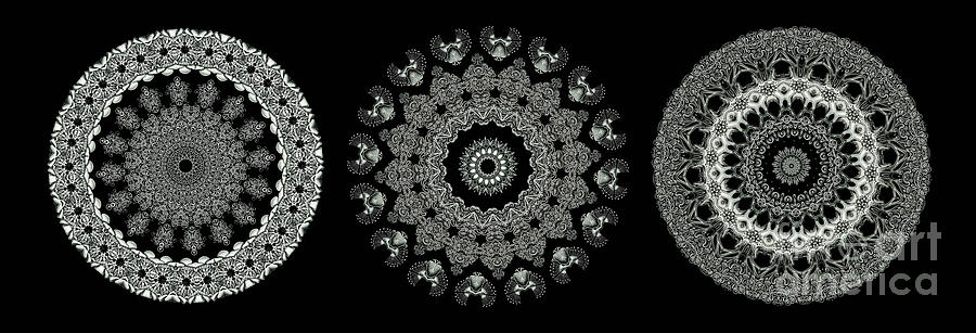 Ernst Haeckel Photograph - Kaleidoscope Ernst Haeckl Sea Life Series Black and White Set 2  #4 by Amy Cicconi