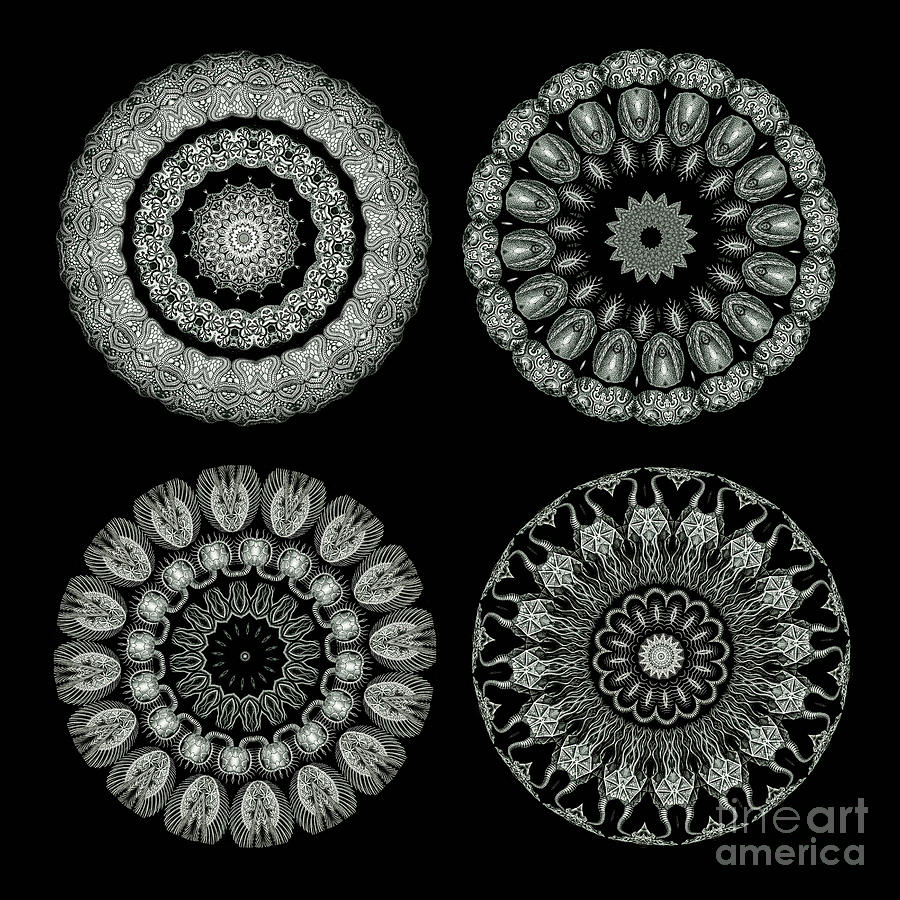 Ernst Haeckel Photograph - Kaleidoscope Ernst Haeckl Sea Life Series Black and White Set On #4 by Amy Cicconi