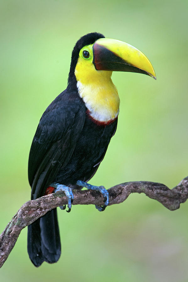 Keel-billed Toucan Ramphastos #4 Photograph by Panoramic Images