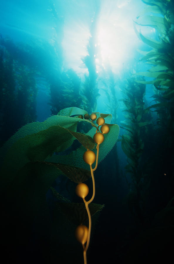 Kelp Forest #4 Photograph by Greg Ochocki