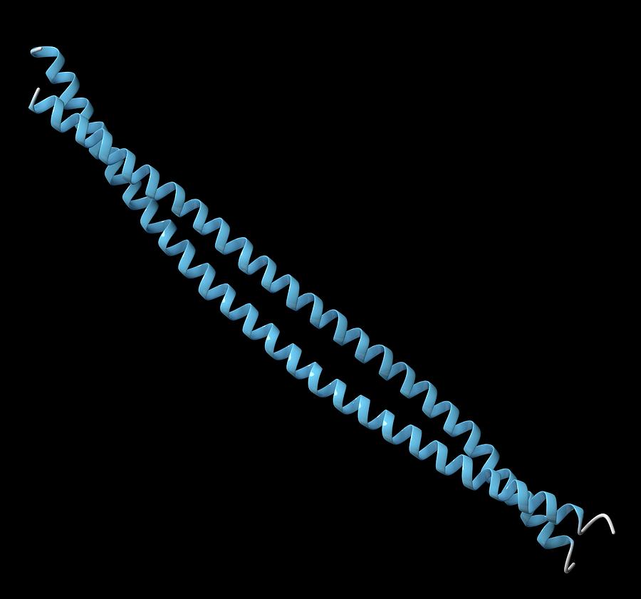 Nail Photograph - Keratin Filament Molecule #4 by Molekuul/science Photo Library