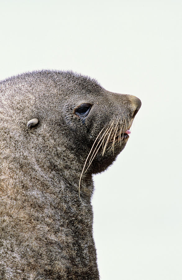 Portrait Photograph - Kerguelen Fur Seal, Antarctic Fur Seal #4 by Martin Zwick