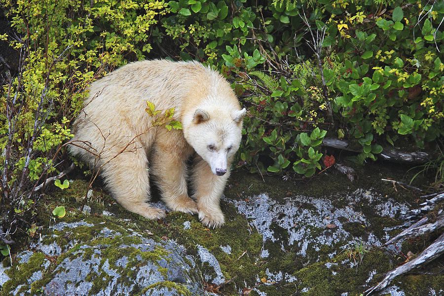 Kermode Or Spirit Bear #4 Photograph by M. Watson