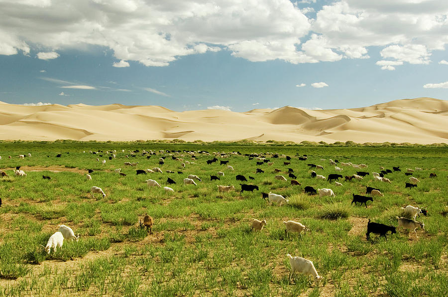 Khongoryn Els Sand Dunes, Gobi National Photograph by Ted Wood - Fine ...