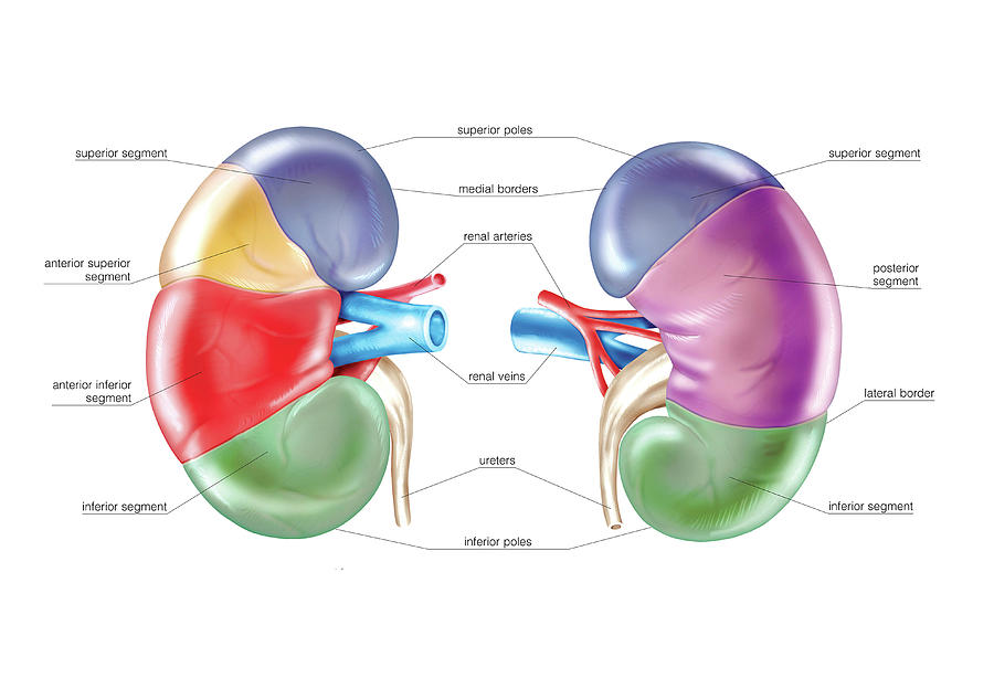 Kidney #4 Photograph by Asklepios Medical Atlas