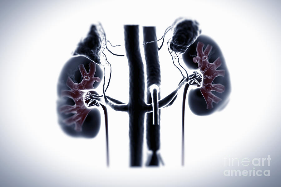 Kidneys And Adrenal Glands #4 Photograph by Science Picture Co
