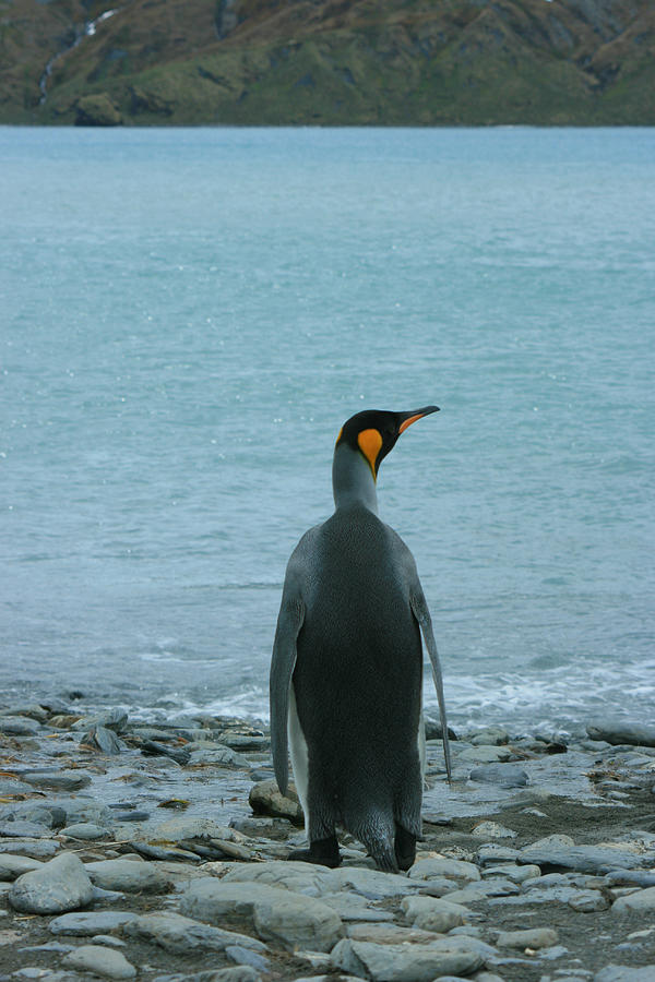 King Penguin #4 Photograph by Amanda Stadther