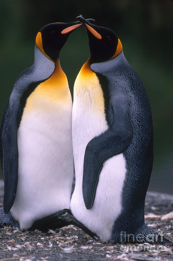 King Penguins #4 Photograph by Art Wolfe