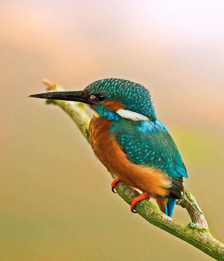 Kingfisher #4 Photograph by Paul Scoullar