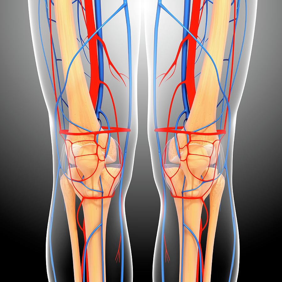 Knee Anatomy Photograph by Pixologicstudio/science Photo Library - Pixels