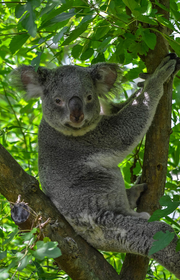 Nature Photograph - Koala bear #4 by Brian Stevens