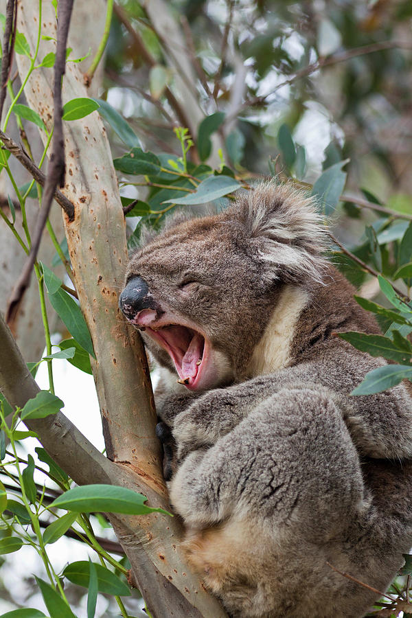 Wildlife Photograph - Koala (phascolarctos Cinereus #4 by Martin Zwick