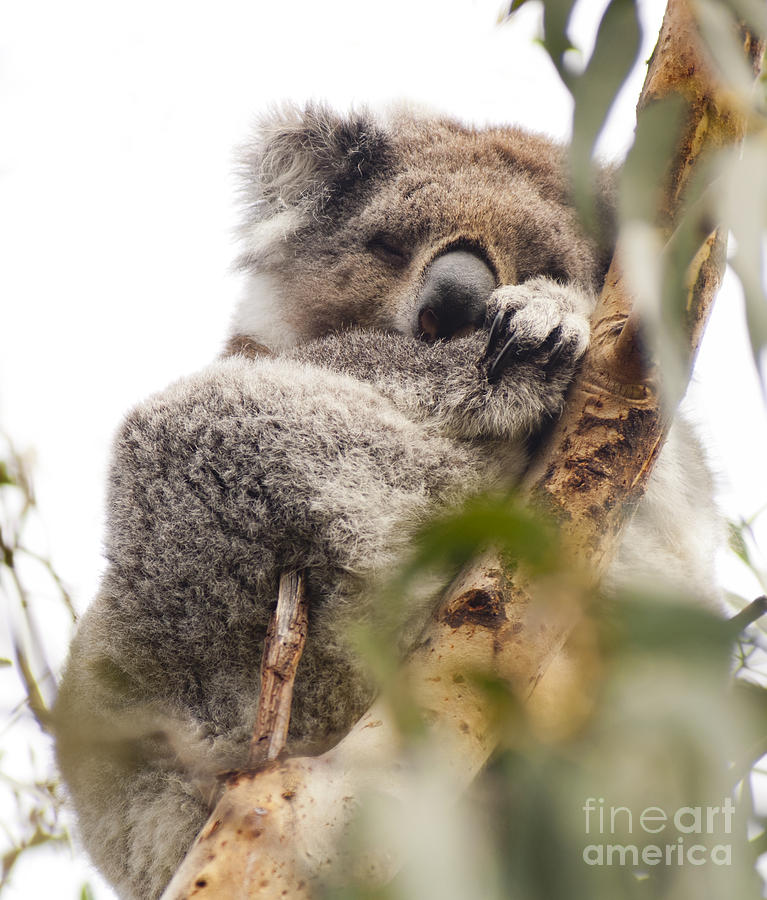 Nature Photograph - Koala #4 by THP Creative