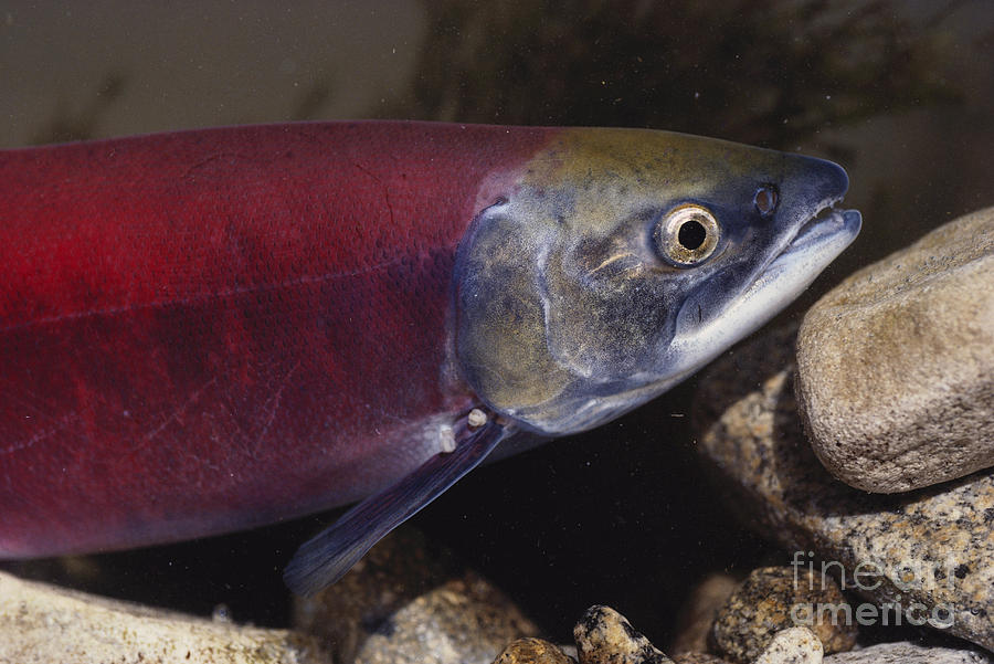Kokanee Salmon Photograph by William H. Mullins
