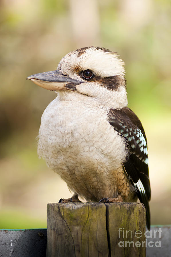 Kingfisher Photograph - Kookaburra #4 by THP Creative