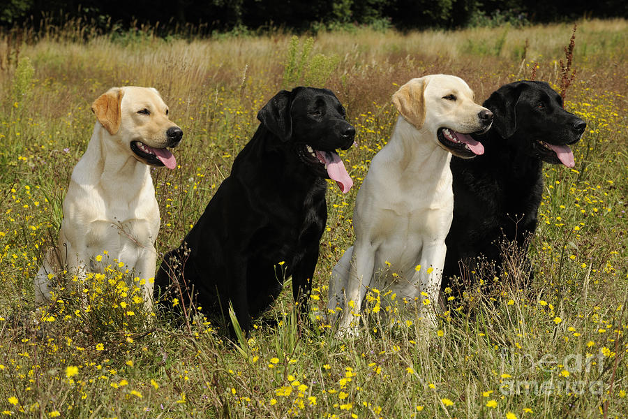 Labrador Retriever Dogs #4 Photograph by John Daniels