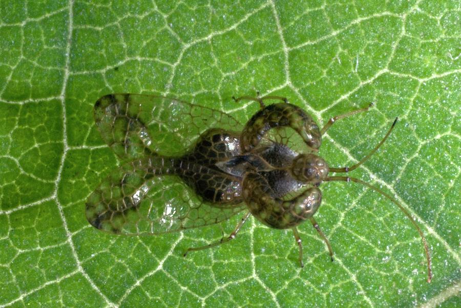 Lace Bug #4 Photograph by Science Photo Library Lace Bug #4 Photograph by Science Photo Library