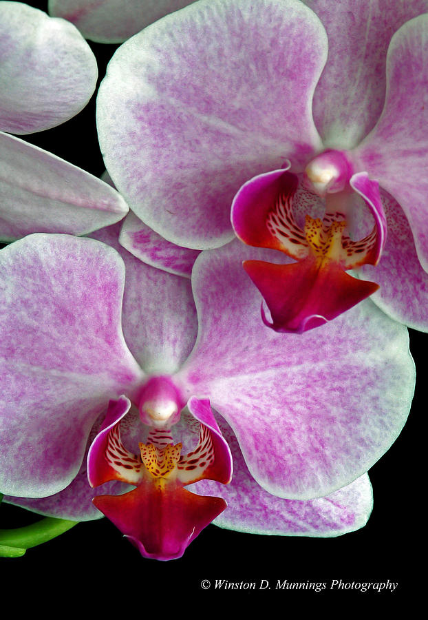 Laeliocattleya Orchid #4 Photograph by Winston D Munnings
