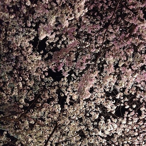 Landscape Photograph - #landscape #cherryblossom #4 by Tokyo Sanpopo