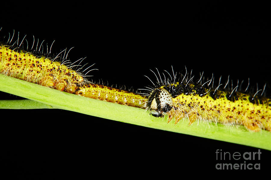 Large White Caterpillars #4 Photograph by Nick  Biemans