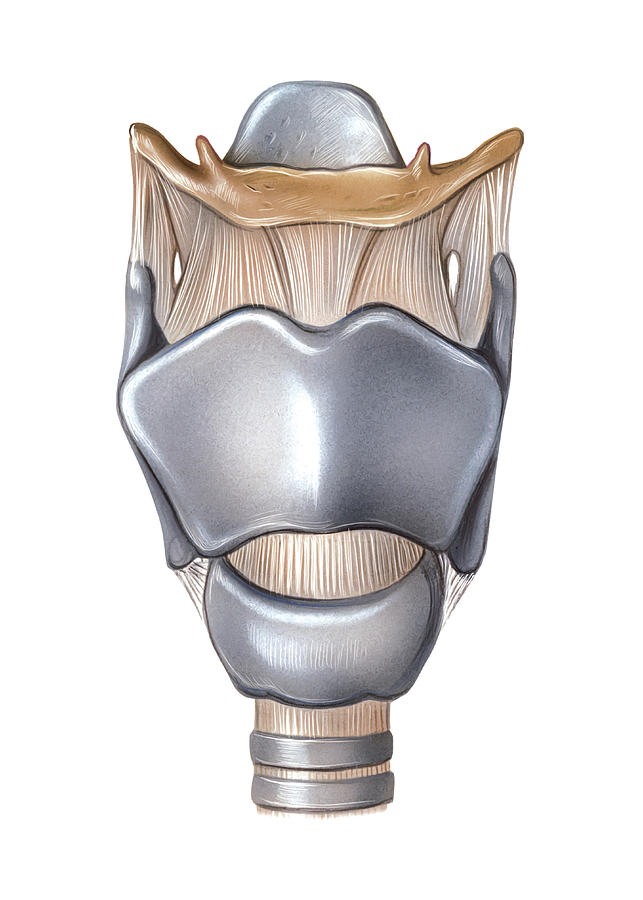 Upper Respiratory Tract Photograph - Larynx #4 by Asklepios Medical Atlas