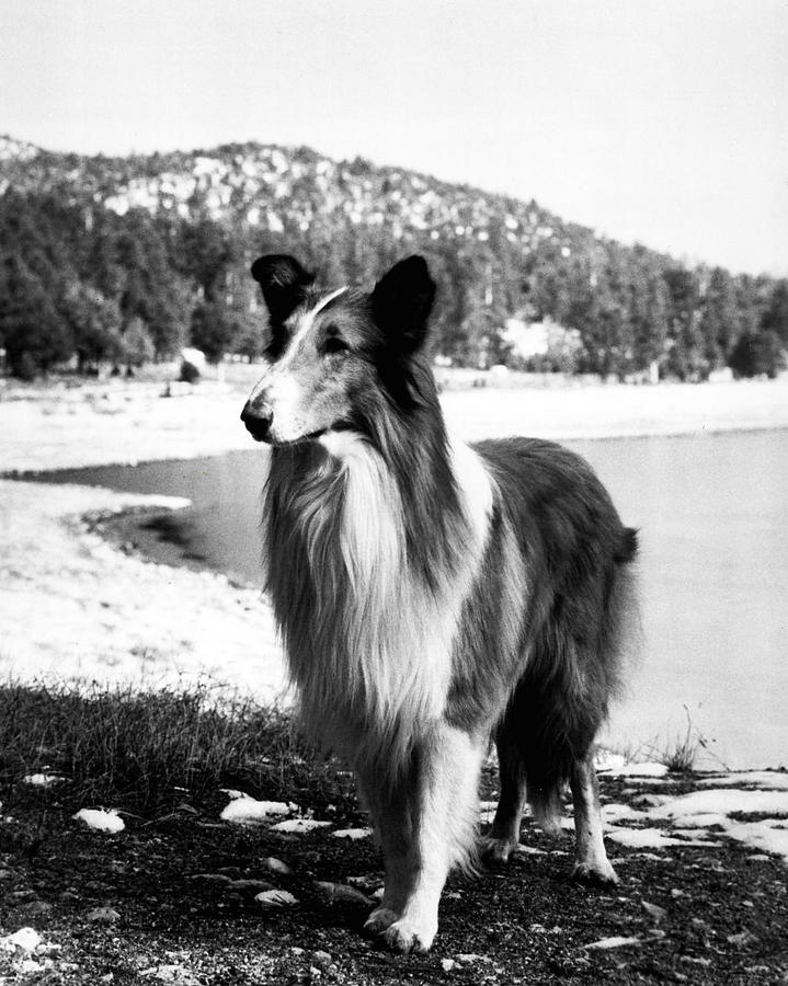 Vintage Photograph - Lassie #4 by Retro Images Archive