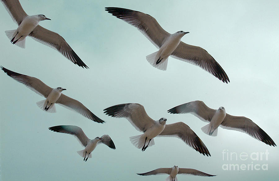 Laughing Gulls In Flight #4 Photograph by Susan Leavines
