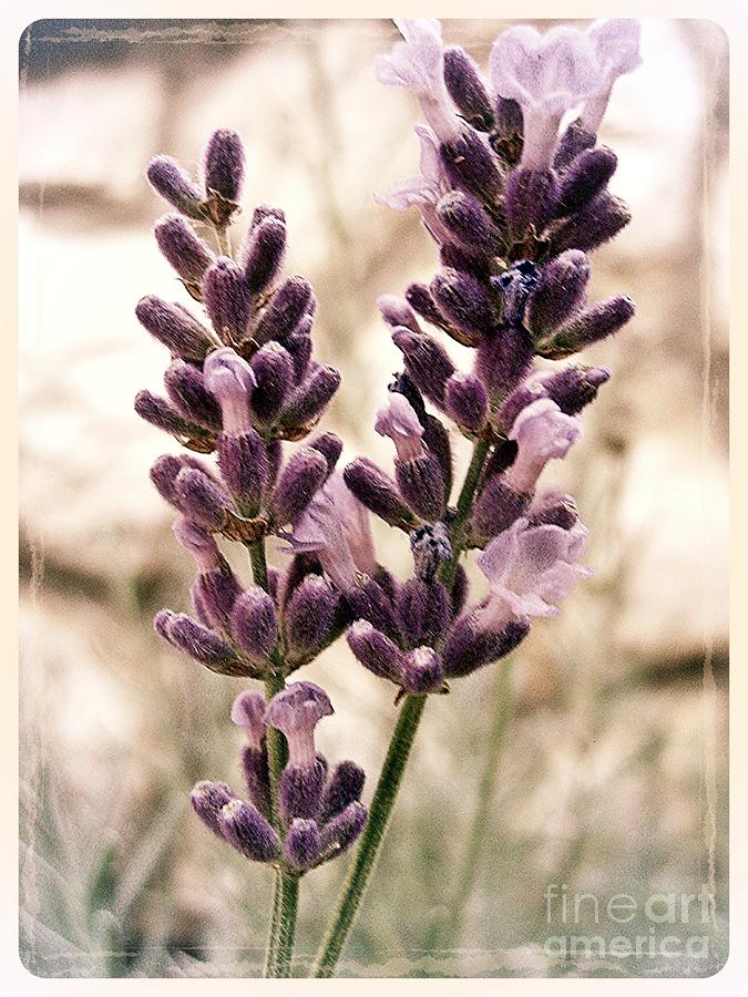 Lavender 3 Photograph by Nina Ficur Feenan
