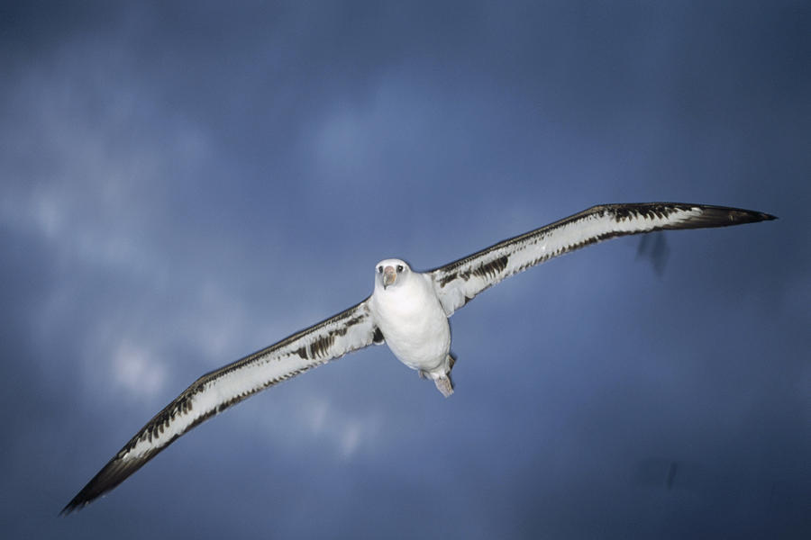 Laysan Albatross Flying Midway Atoll #4 Photograph by Tui De Roy