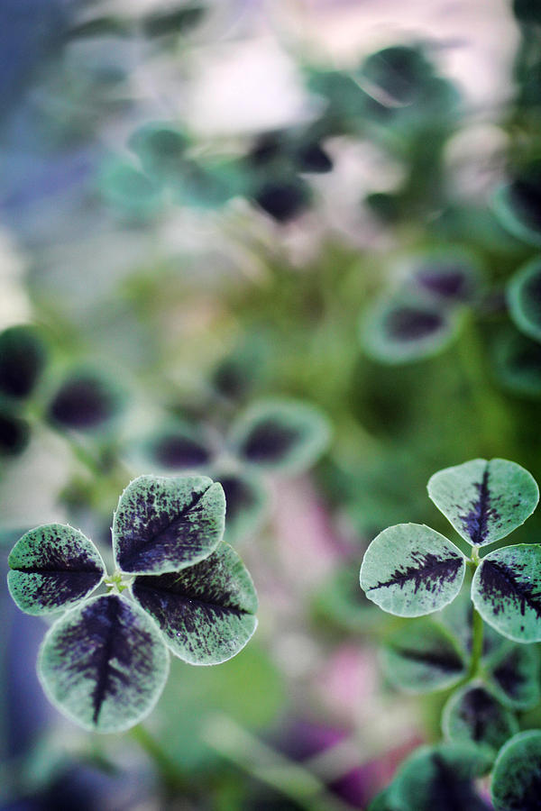 4 Leaf Clover Photograph by Nancy Ingersoll