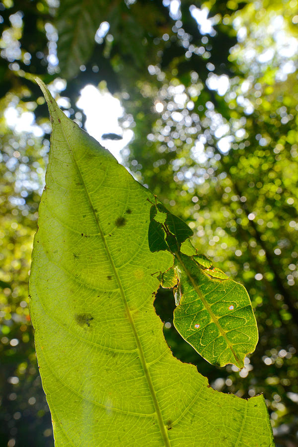 Leaf Insect #4 Photograph by Francesco Tomasinelli