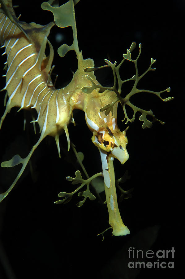 Leafy Seadragon #4 Photograph by Gregory G. Dimijian