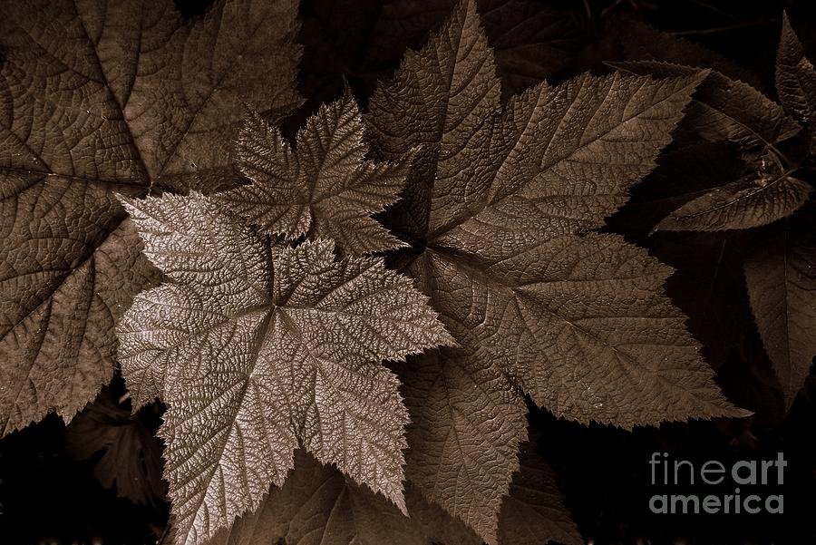 Black And White Photograph - Leaves #4 by Steve Patton