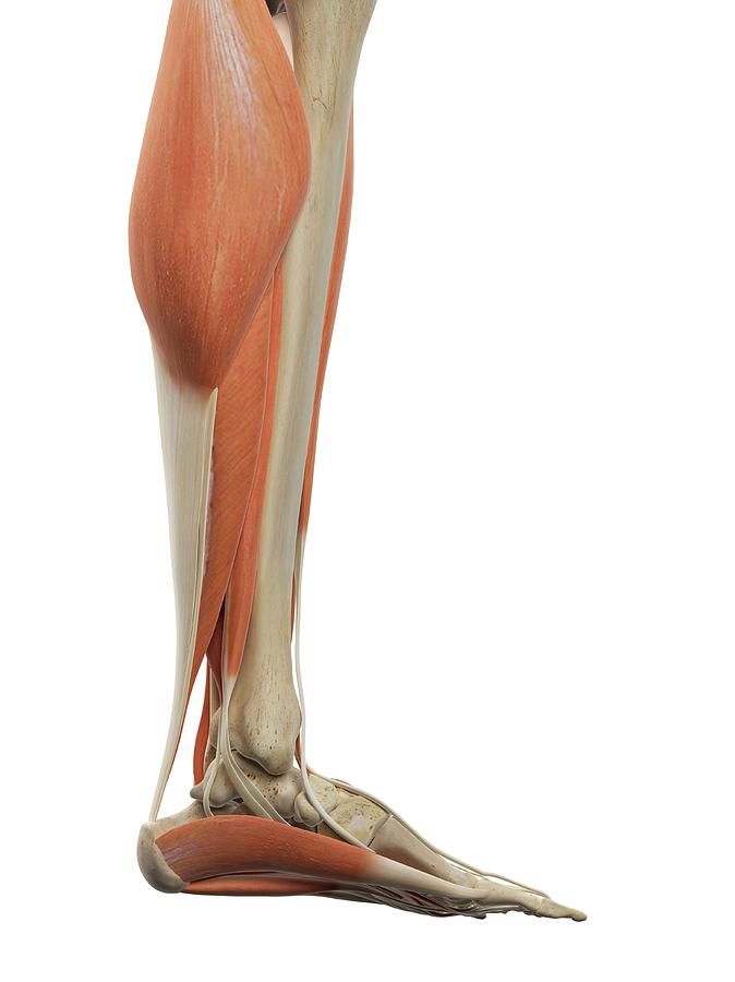 Muscles of the leg and foot, artwork - Stock Image - C020/8294