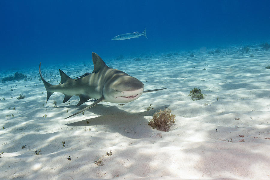 Lemon Shark #4 Photograph by Andrew J. Martinez
