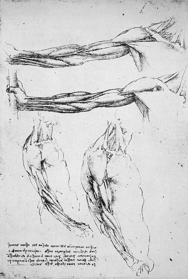 Leonardo Da Vinci Photograph - Leonardo: Anatomy #4 by Granger