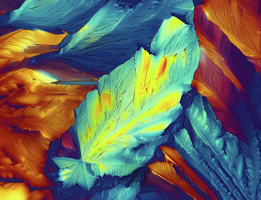 Biochemical Photograph - Light Micrograph Of Citric Acid Crystals #4 by Alfred Pasieka