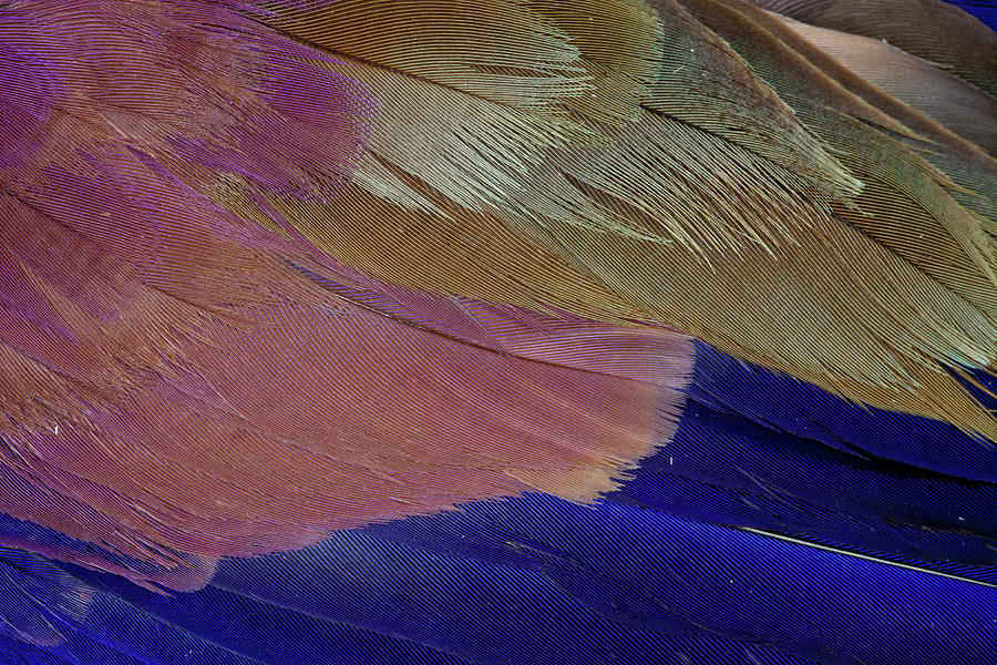 Feather Still Life Photograph - Lilac Breasted Roller Feathers Pattern #4 by Darrell Gulin