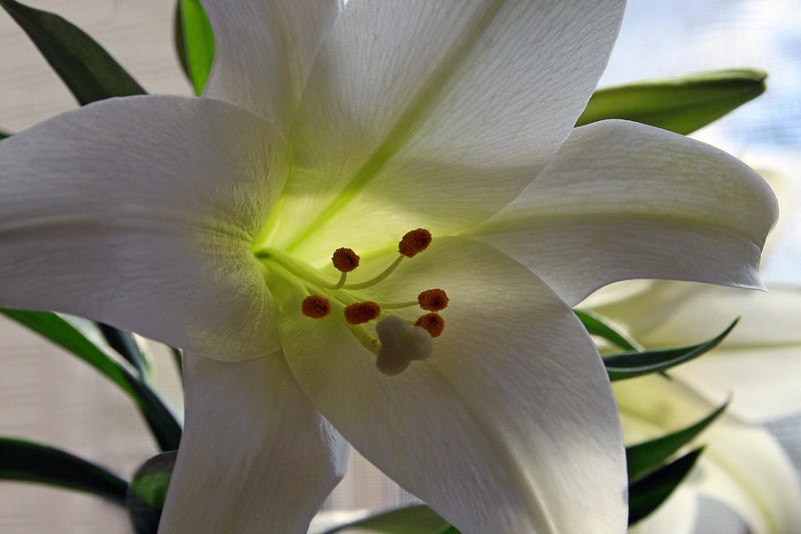 Lily Flower #1 Photograph by Karen Adams