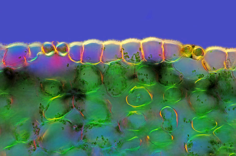 Lily Stalk Tissues With Stomata, Lm #4 Photograph by Marek Mis