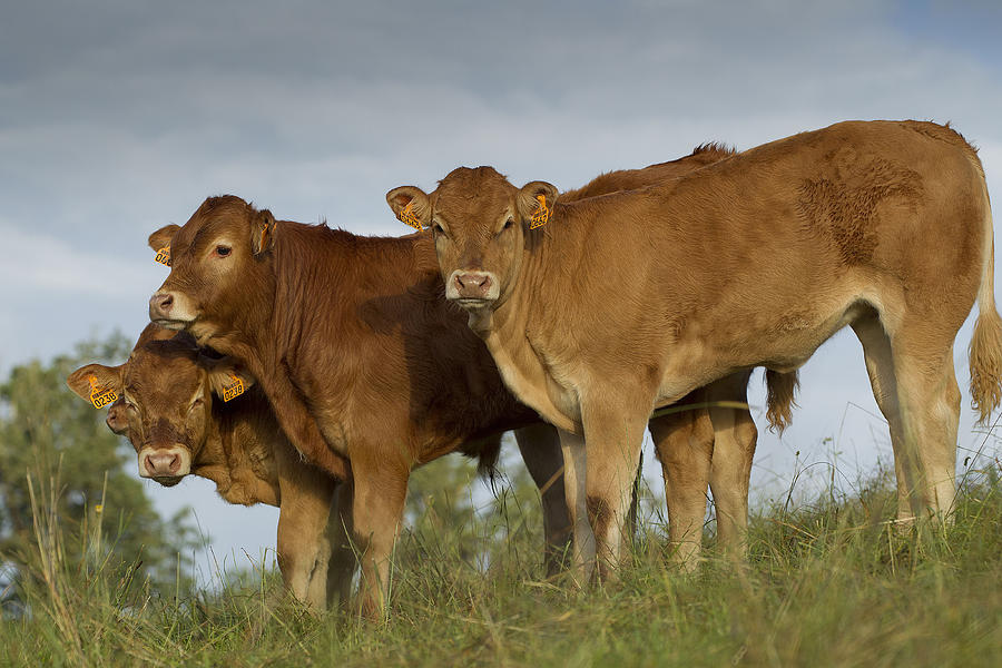 Limousin Cattle #4 Photograph by Jean-Michel Labat