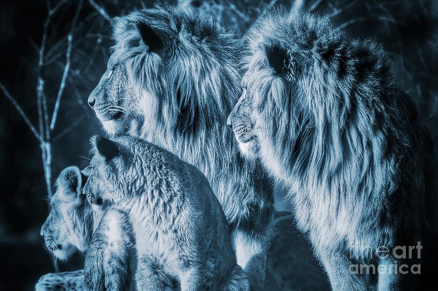 Lion family close together looking in one direction Photograph by Nick  Biemans