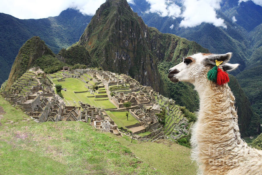 Llama at Lost City of Machu Picchu - Peru Photograph by Yaromir Mlynski ...