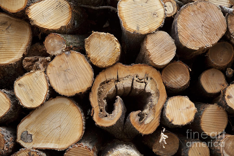 Logging #4 Photograph by Jim West