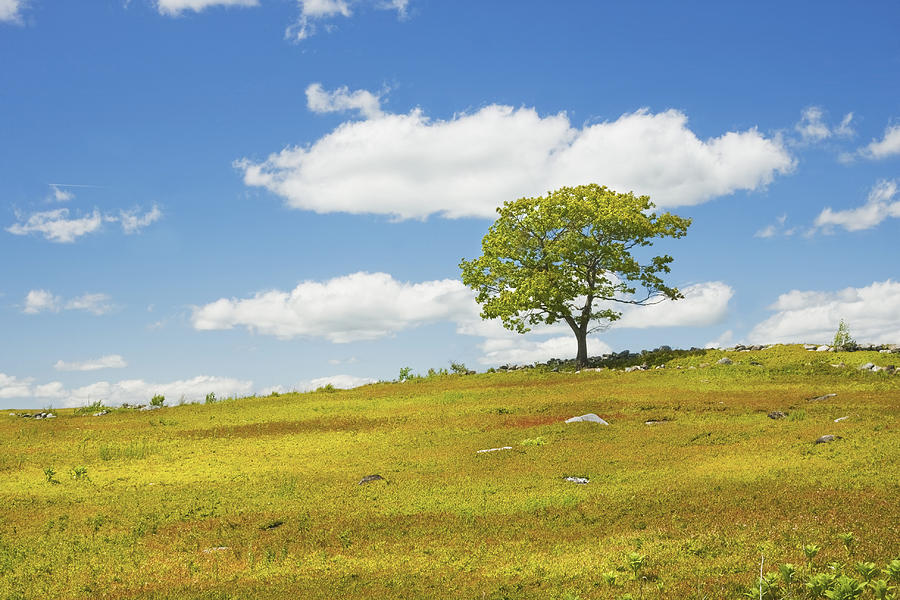 Lone Tree With Blue Sky In Blueberry Field Maine #4 Photograph by Keith Webber Jr