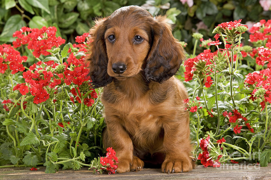 Long-haired Dachshund #4 Photograph by Jean-Michel Labat