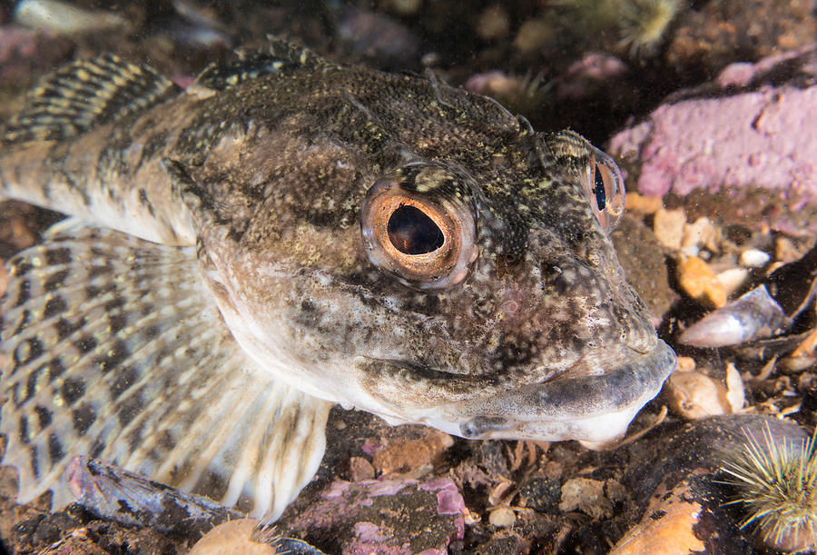 Longhorn Sculpin #4 Photograph by Andrew J. Martinez