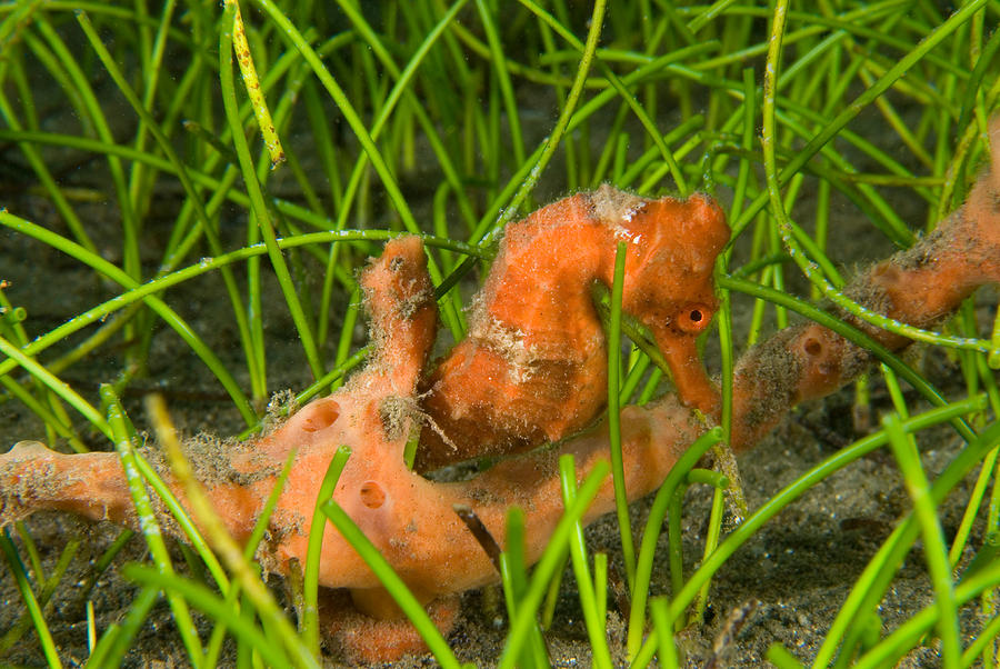 Longsnout Seahorse Hippocampus Reidi #4 Photograph by Andrew J. Martinez