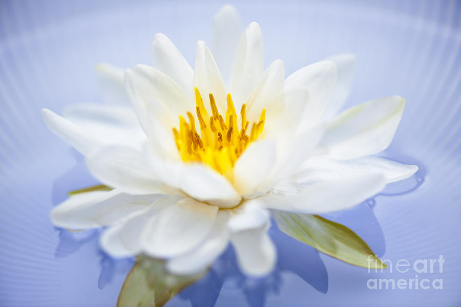 Lily Photograph - Lotus flower 4 by Elena Elisseeva