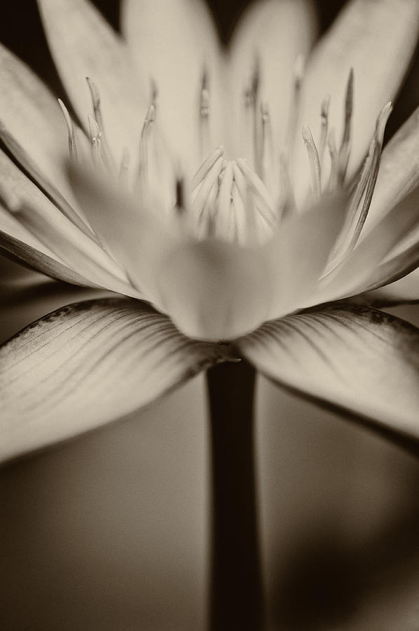 Lotus flower #4 Photograph by U Schade